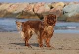 KING CHARLES SPANIEL 070